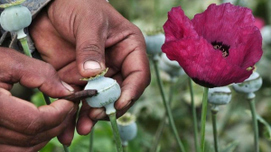 EU reporta disminución en cultivo de amapola y producción de heroína en México